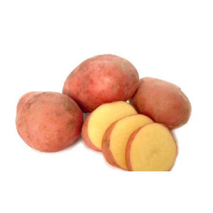 Seed Potato - Red Fantasy 1kg