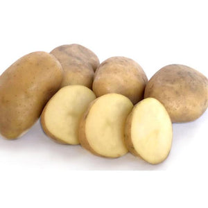 Seed Potato - Jersey Bennes - 10 Pack