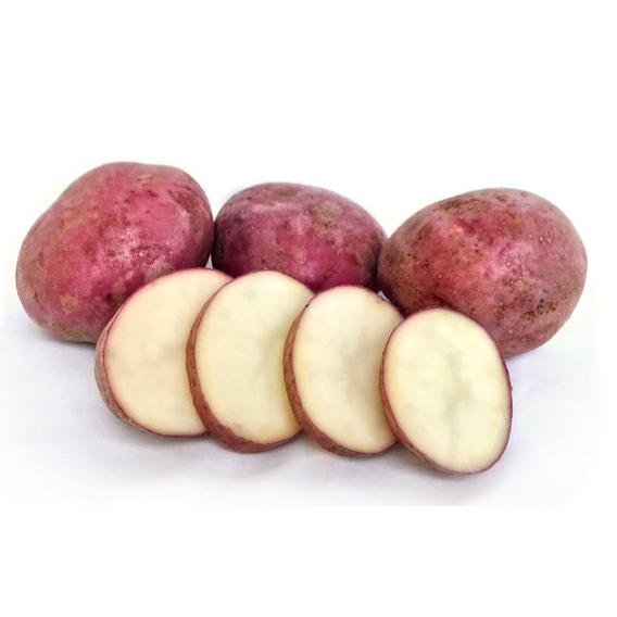 Seed Potato - Red Rascal 1kg