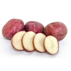 Seed Potato - Red Rascal - 6 Pack