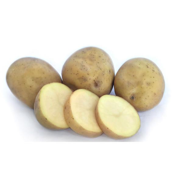 Seed Potato - Moonlight - 6 Pack
