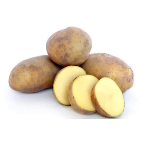 Seed Potato - Agria - 10 Pack