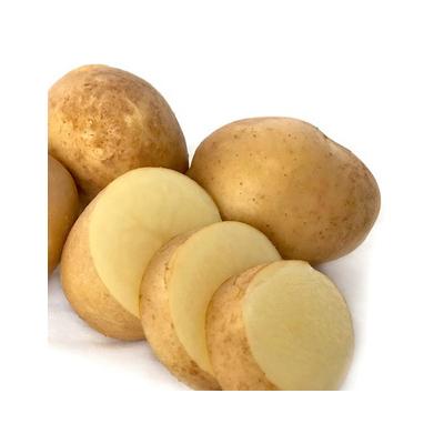 Seed Potato - Haylo 1kg