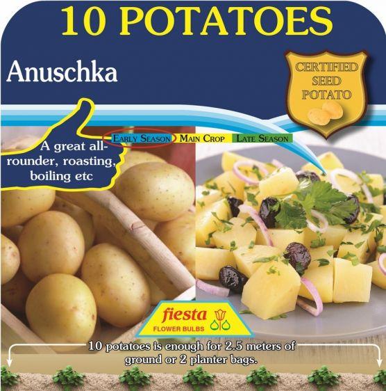 Seed Potato - Anuschka - 10 Pack